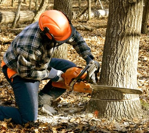 Tree Removal in Woodstock, CT